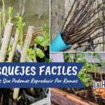 13 Plantas para Cultivar con Esquejes de Hoja en Invierno