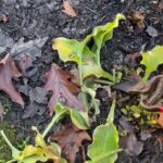 13 Plantas para Podar en Otoño y 13 para la Primavera