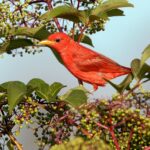 13 Plantas Perennes para Alimentar Aves Durante Todo el Invierno