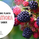 13 Plantas que No Deberías Cultivar Cerca de Zarzamoras Este Año