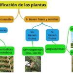 13 Plantas que Prosperan al Ser Divididas