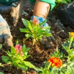 13 Plantas Tempranas que Revitalizan tu Jardín Primaveral
