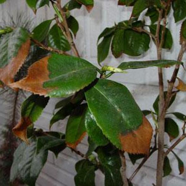 13 Razones de Hojas Marrones o Marchitas en tus Plantas de Jardín