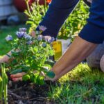 13 Tareas Esenciales para el Jardín en Octubre