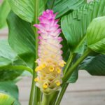 13 Tipos de Jengibre Florido para Embellecer Tu Jardín