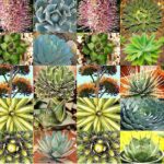 13 Variedades de Agave para Tu Jardín Interior o Exterior