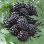 13 Variedades de Bayas sin Espinas Ideales para tu Jardín