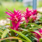 13 Variedades de Bromelias para Llenar tu Hogar de Color