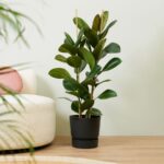 13 variedades de Ficus perfectas para interiores