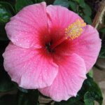 13 variedades de hibisco rosado para un jardín vibrante
