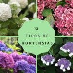 13 variedades de hortensias ideales para principiantes