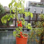 13 Variedades de Tomates Ideales para Cultivar en Macetas