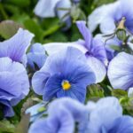 13 Vegetales y Hierbas de Invierno que Crecen Bajo la Nieve