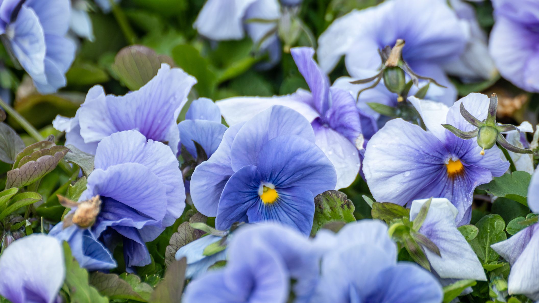 13 Vegetales y Hierbas de Invierno que Crecen Bajo la Nieve
