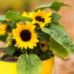 14 Consejos para Cultivar Girasoles en Macetas o Contenedores