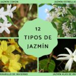 14 Fascinantes Tipos de Jazmín: Variedades Únicas para Conocer