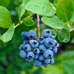 14 Hermosos Arbustos Comestibles para Cultivar en tu Jardín