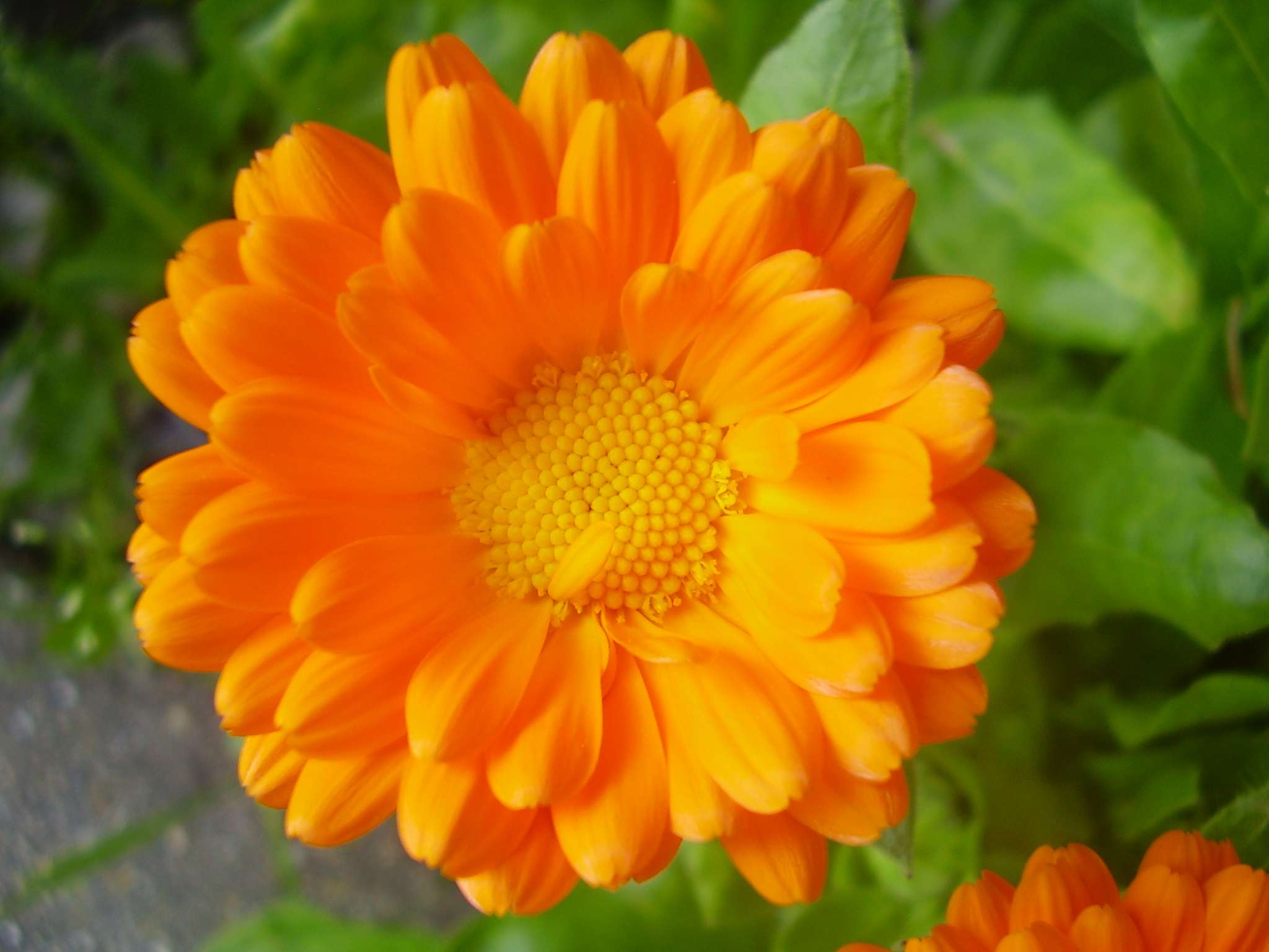 14 Problemas Frecuentes en las Flores de Caléndula