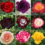 14 Rosas de Colores Vivos Para Cultivar Esta Temporada