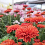 14 Variedades Únicas de Crisantemos para Tu Jardín