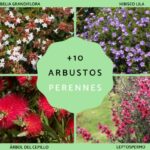 15 Arbustos Perennes con Flores Aromáticas Inolvidables