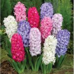 15 Bulbos Perfectos para un Jardín Primaveral Inolvidable