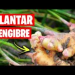 15 Claves para Cultivar Jengibre Espectacular en Macetas y Contenedores
