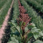 15 Coberturas Vegetales Efectivas para Controlar Malezas
