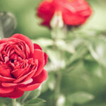 15 Consejos Imprescindibles para Cultivar Rosas Exitosamente