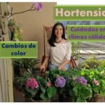 15 Consejos para Cuidar tus Hortensias en Verano