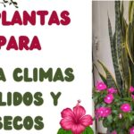 15 Consejos para Cuidar tus Plantas en Climas Áridos y Cálidos