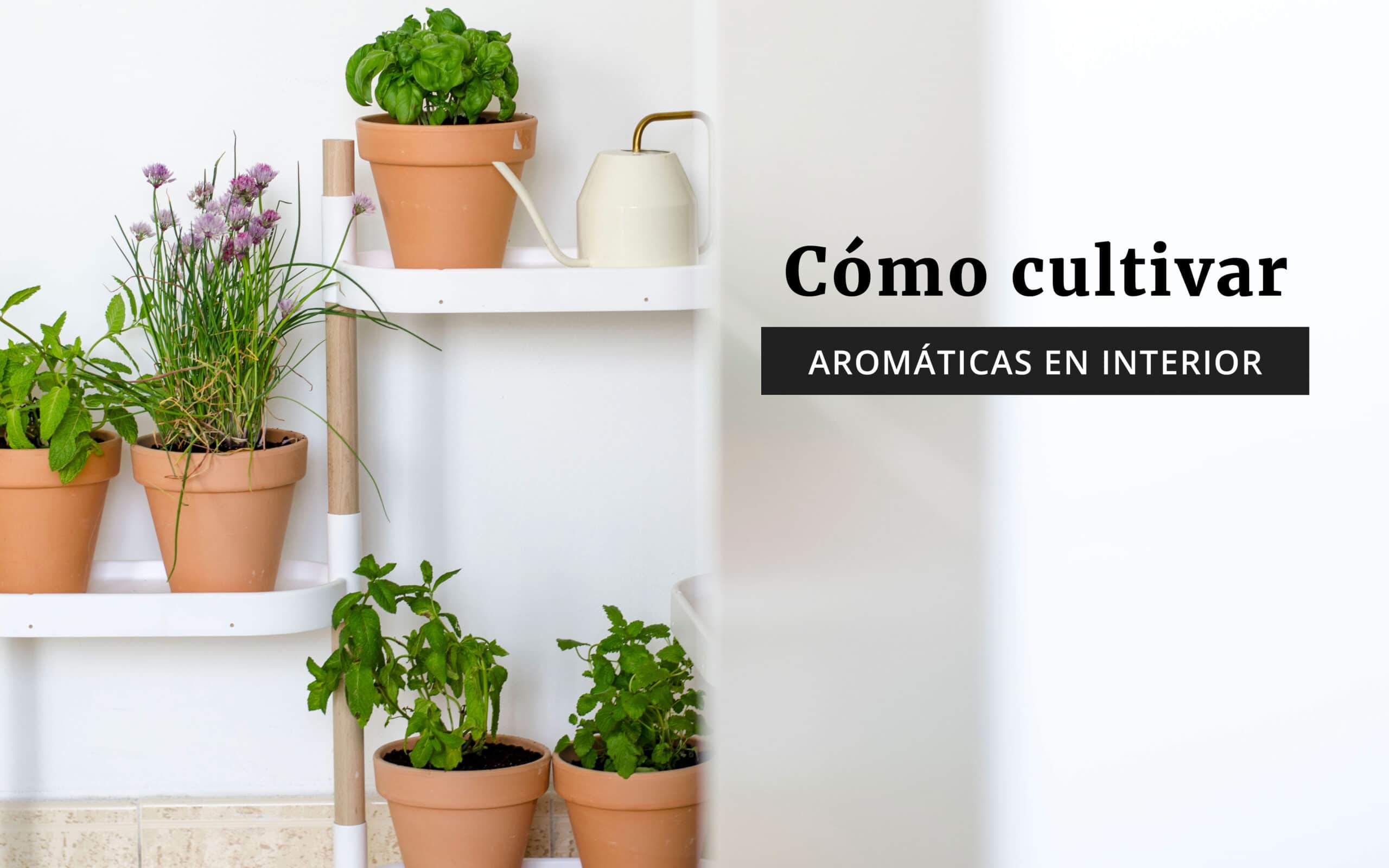 15 Consejos para Cultivar Hierbas en Espacios Reducidos
