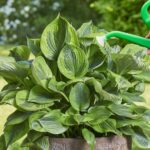 15 Consejos para Cultivar Hostas en Macetas o Contenedores