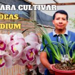 15 Consejos para Cultivar Orquídeas Espectaculares en Casa