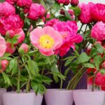 15 Consejos para Cultivar Peonías Hermosas en Macetas