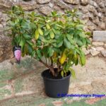 15 consejos para cultivar rododendros hermosos en macetas