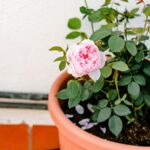 15 Consejos para Cultivar Rosas Hermosas en Macetas o Contenedores