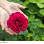 15 Consejos para Cultivar Rosas Hermosas Este Año
