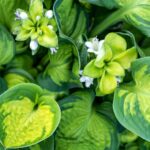 15 Consejos para Hacer Lucir Espléndidas tus Hostas Esta Temporada