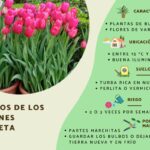15 Consejos Para Prolongar la Vida de Tus Tulipanes