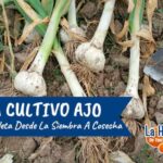 15 Errores al Cultivar Ajo que Deberías Evitar Este Año