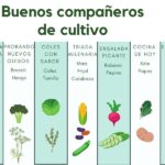 15 Errores de Asociación de Cultivos para Evitar esta Temporada