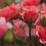 15 Errores en el Cultivo de Rosas que Debes Evitar Ahora