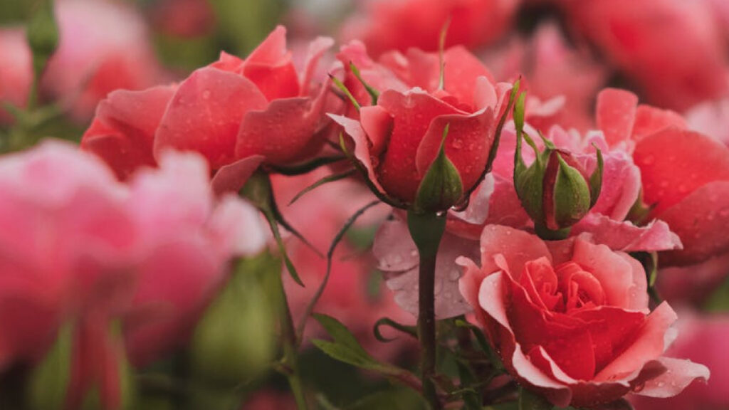 15 Errores en el Cultivo de Rosas que Debes Evitar Ahora