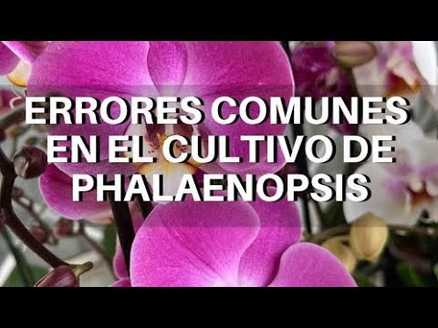 15 Errores Frecuentes a Evitar al Cultivar Orquídeas