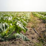 15 Errores que Impedirán un Cultivo Exitoso de Calabacines
