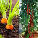 15 Espléndidas Plantas para Cultivar en Masa