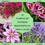 15 flores anuales adaptadas a jardines en clima seco