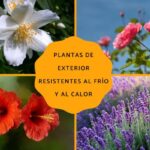 15 Flores de Estación Fría para Plantar Hoy Mismo