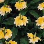 15 Hermosas Plantas Perennes para Sembrar en Mayo